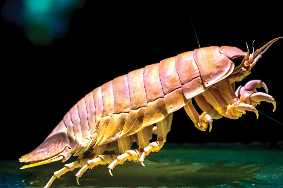 Bacterial Gene Enables Giant Deep‑Sea Isopods To Survive Years Without Food