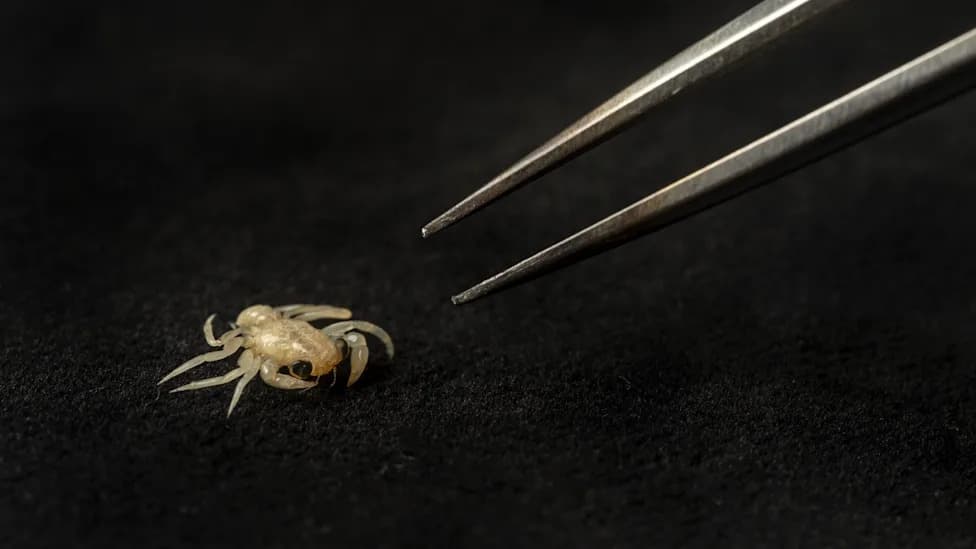 Tiny Crabs Found Hitching Rides on Sea Snakes Off Costa Rica — DNA Reveals Unexpected Species