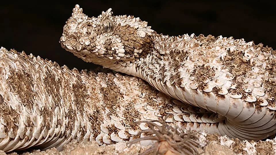 X‑Rays Uncover the ‘Spider’ on a Rare Viper’s Tail — It’s All Scales, No Bone