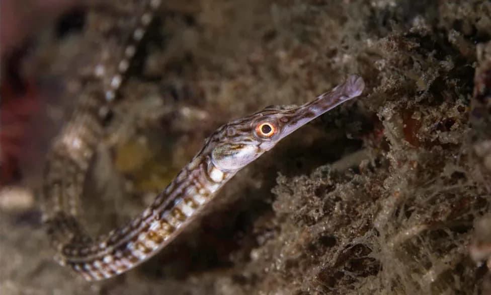 Rediscovered After 40 Years: How a Fisherwoman Helped Find the Elusive Spinach Pipefish