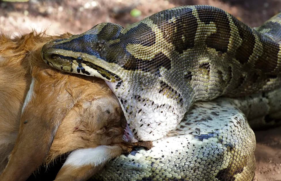 12-Foot Python Freed From Barbed Fence Regurgitates 33-lb Jackal Near Rajasthan Sanctuary