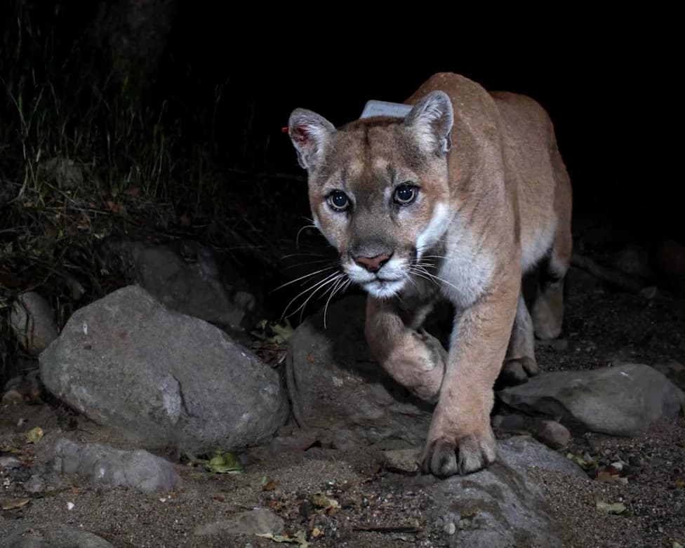 Los Angeles Will Honor Beloved Mountain Lion P-22 With Bronze Sculpture in Griffith Park