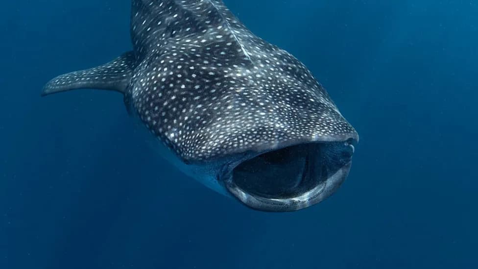 Rare Whale Shark Spotted Off Malibu — A Signal Tropical Species Are Moving Into Southern California Waters