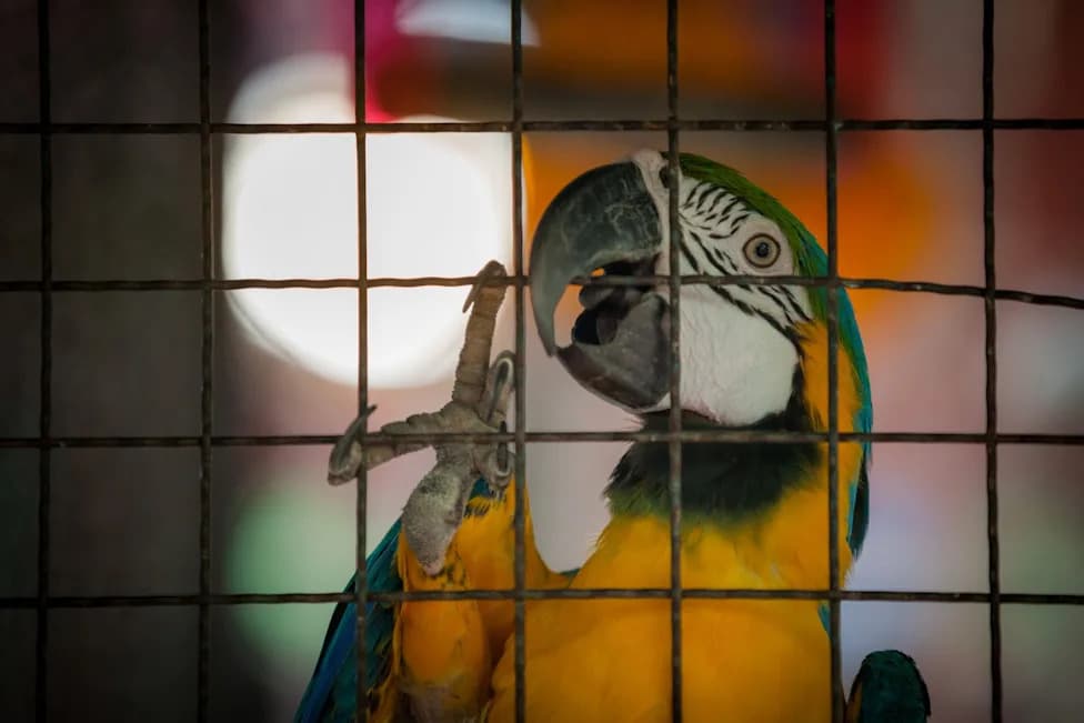 Heroic Pet Parrot Wakes Family to Cobra in Cage — Succumbs to Bite