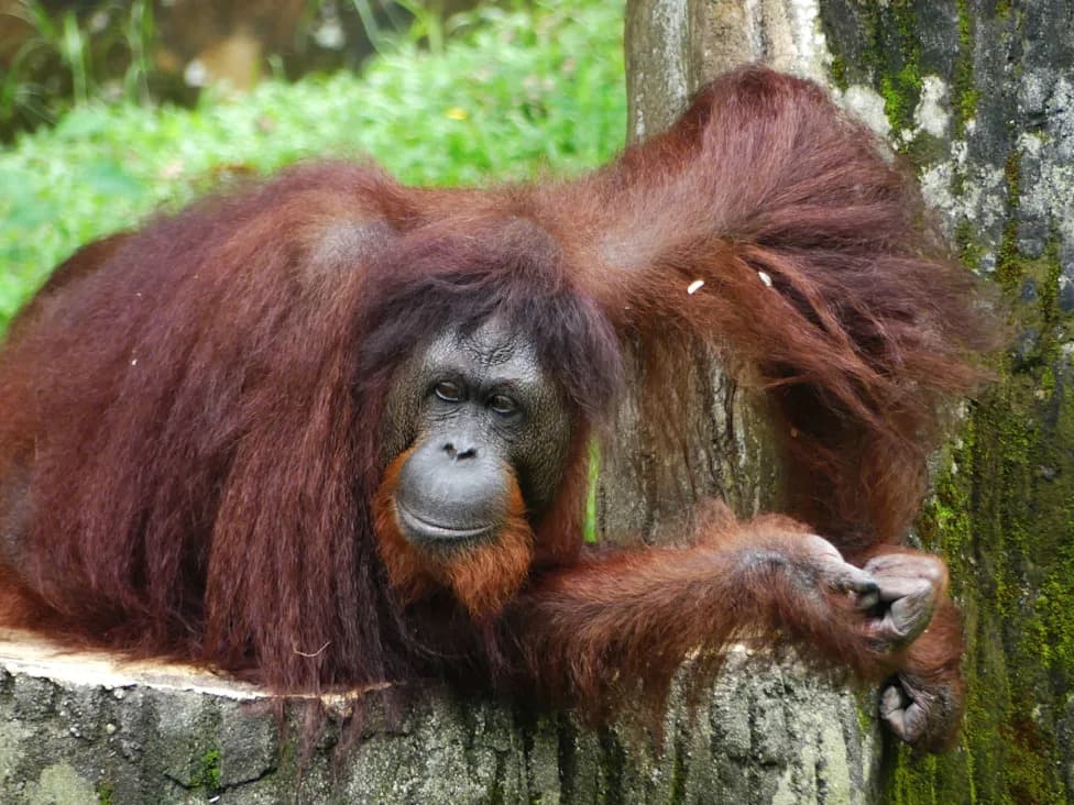 El Niño-Fueled Fires Ravage Borneo: Rescuers Pull Seven Orangutans From Smoke-Scarred Forests — One Dies