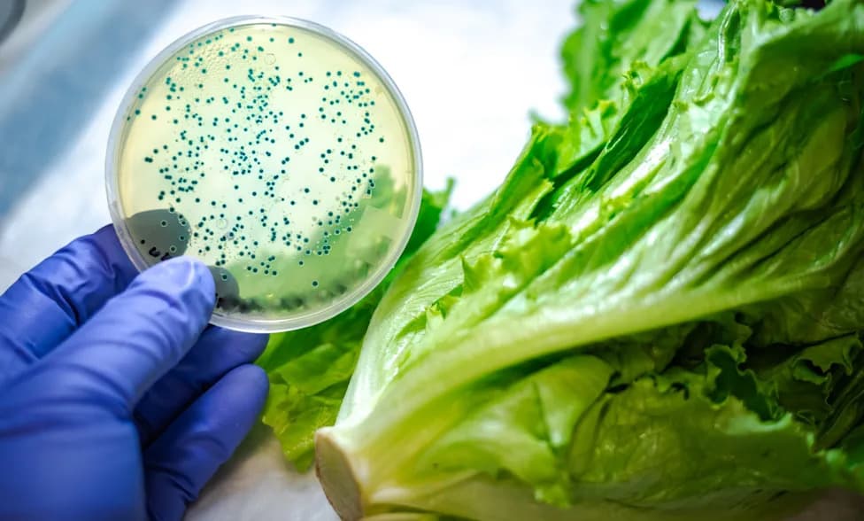 Lettuce, Jalapeños and Eggs Keep Appearing in U.S. Recalls — Are Cuts to Testing Putting Food Safety at Risk?