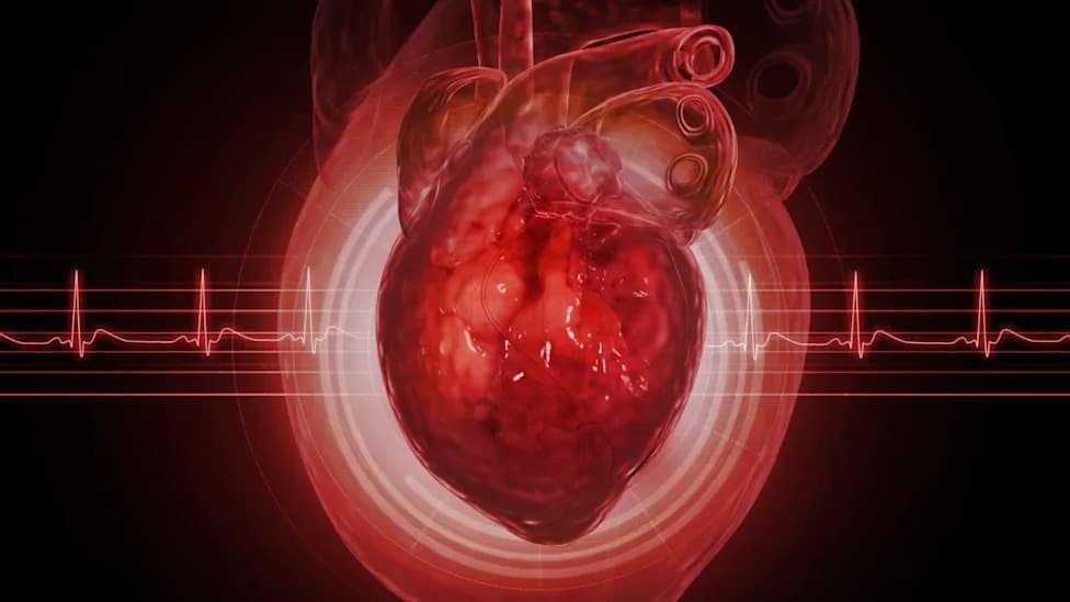 Why the Adult Human Heart Starts—but Often Fails—to Finish Repair After a Heart Attack