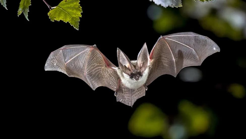 How Tiny Bats Live for Decades: Genomes Reveal Clues About Immunity, Cancer Control and DNA Repair