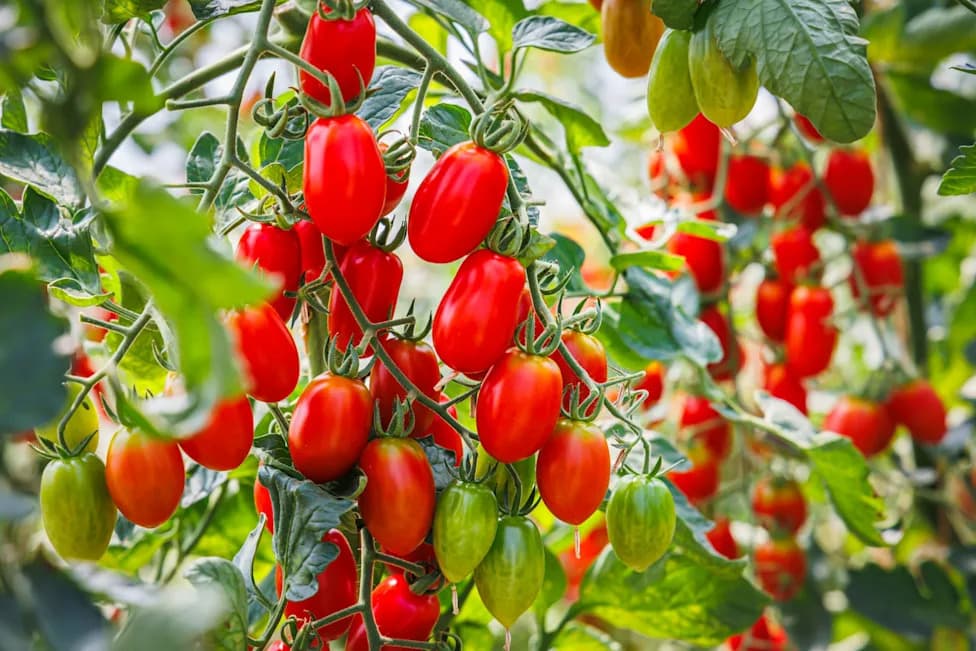 Tomato 'Golden Hour' — Morning Stomatal Rhythm Boosts Drought Resilience