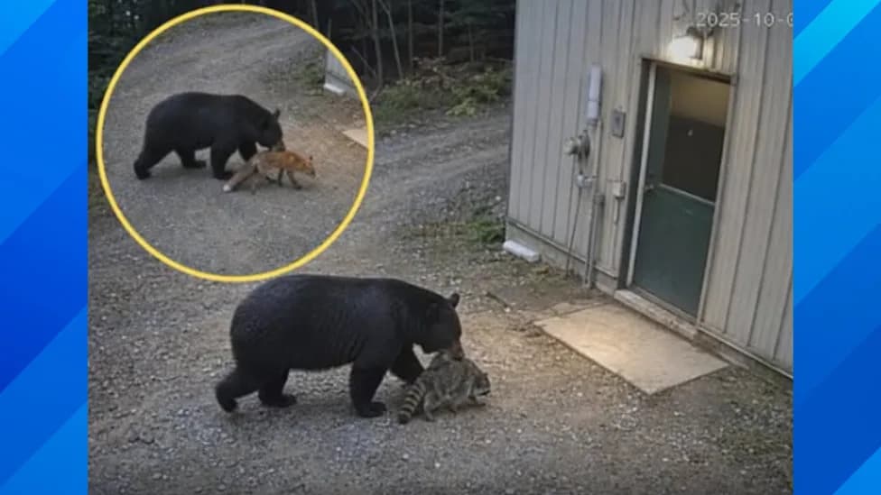 Viral Claim That a Bear Delivered Injured Animals to a Rehab Center Debunked — Photos Likely AI-Manipulated