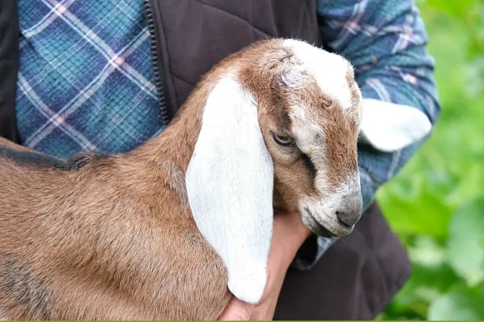Music-Video Shoot With Baby Goats Turns Into Rabies Scare After Suspected Skunk Bite