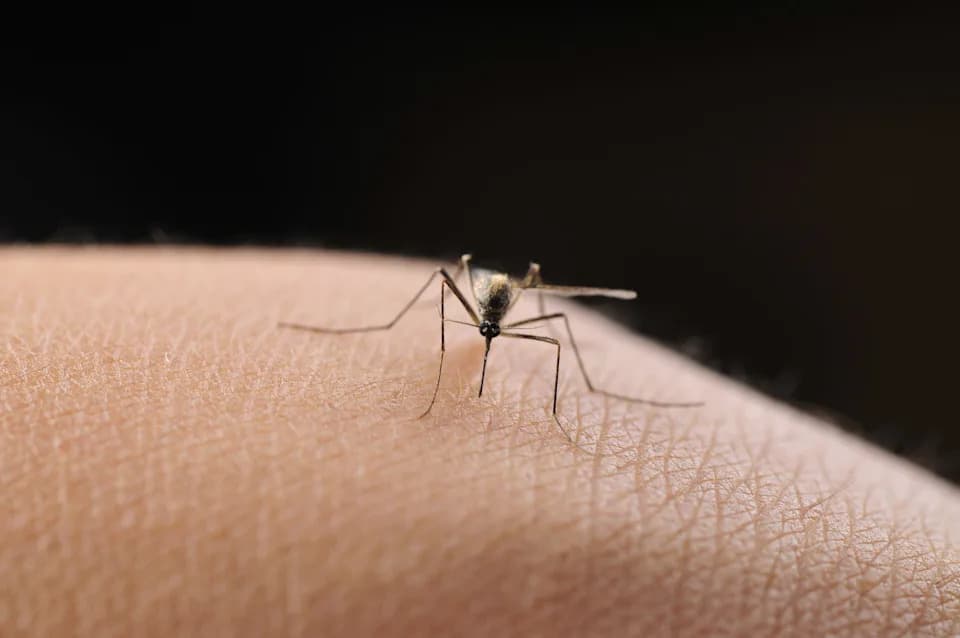 Mosquito-Borne Illnesses Rise Across U.S.: West Nile Surges, Florida Sees Dengue Spike