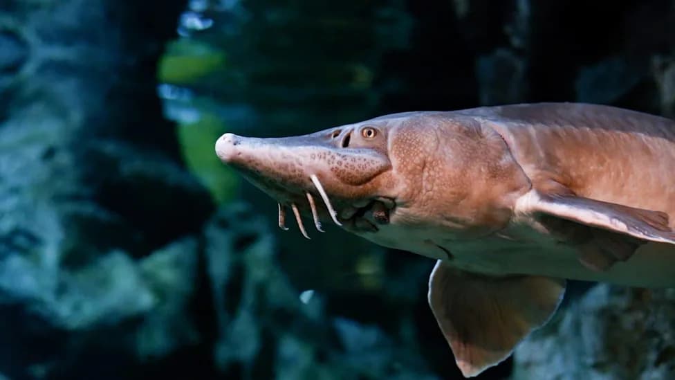 Lake Sturgeon May Live Up to 400 Years, New Study Suggests — Rewriting How We Age These Ancient Fish