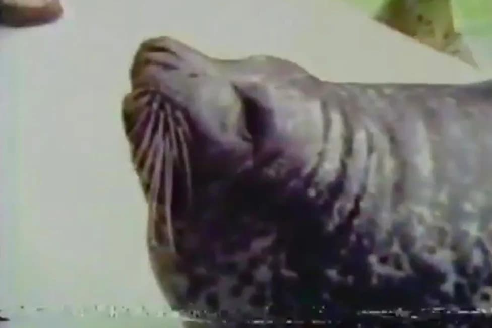 The Seal That 'Talked': How a Maine Fisherman's Rescue Led to Accent Mimicry