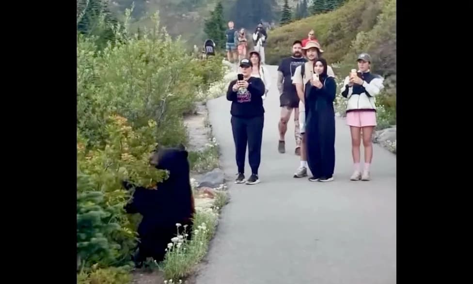 Video Shows Tourists Standing Just Feet From Feeding Black Bear at Mt. Rainier — Ignoring 300-Foot Rule