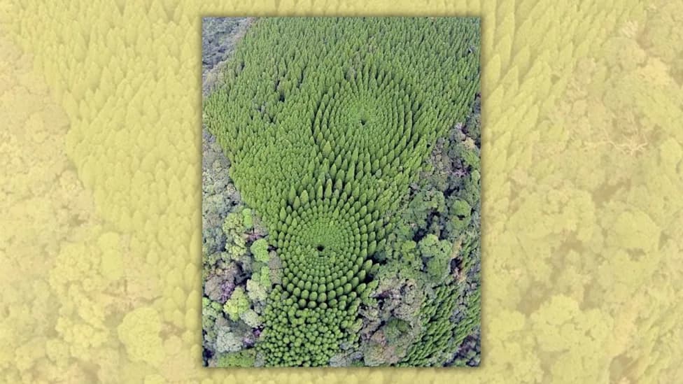 Fact Check: The ‘Mystery Circles’ Are Real — Experimental Cedar Plots Near Nichinan, Japan