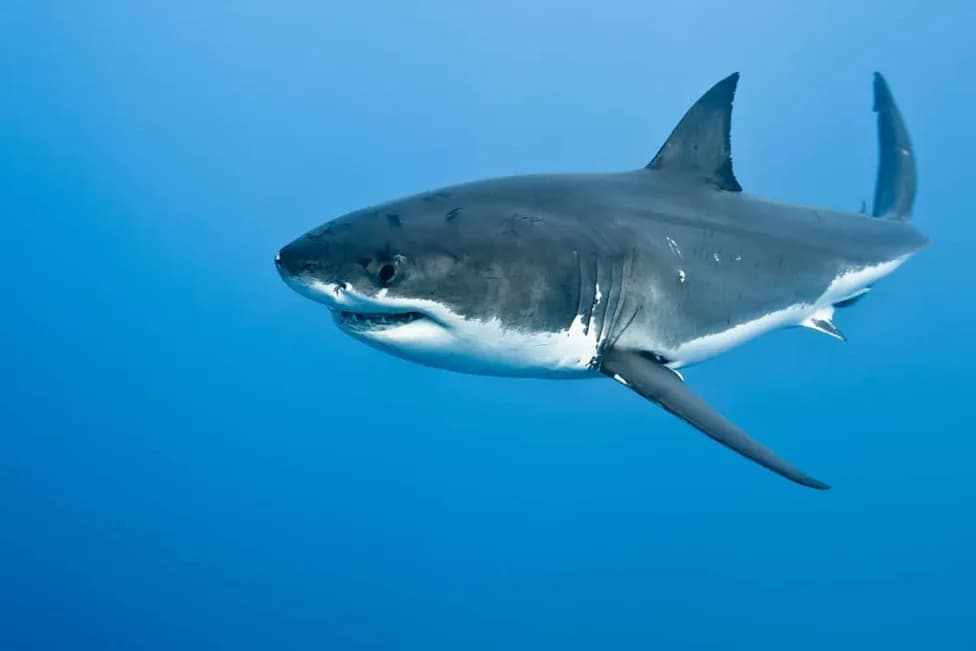 Record-Breaking Great White "Contender" Tagged Off Florida Coast — 4.2 m, 750 kg