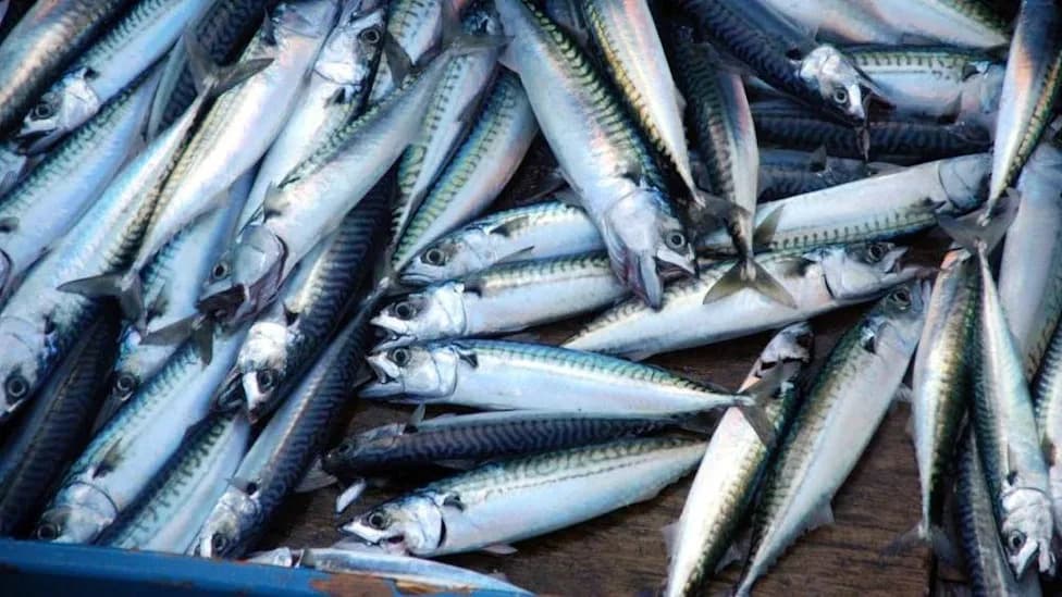 ‘Skimpflation’ Alert: Supermarkets Swap Atlantic Mackerel For Cheaper Jack Mackerel