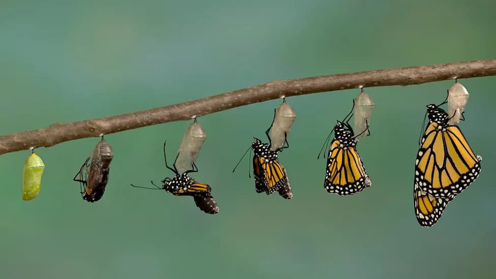 New Study Suggests Evolutionary Change May Be Predictable — Populations Drift Toward Flatter, More Mutation‑Tolerant Regions