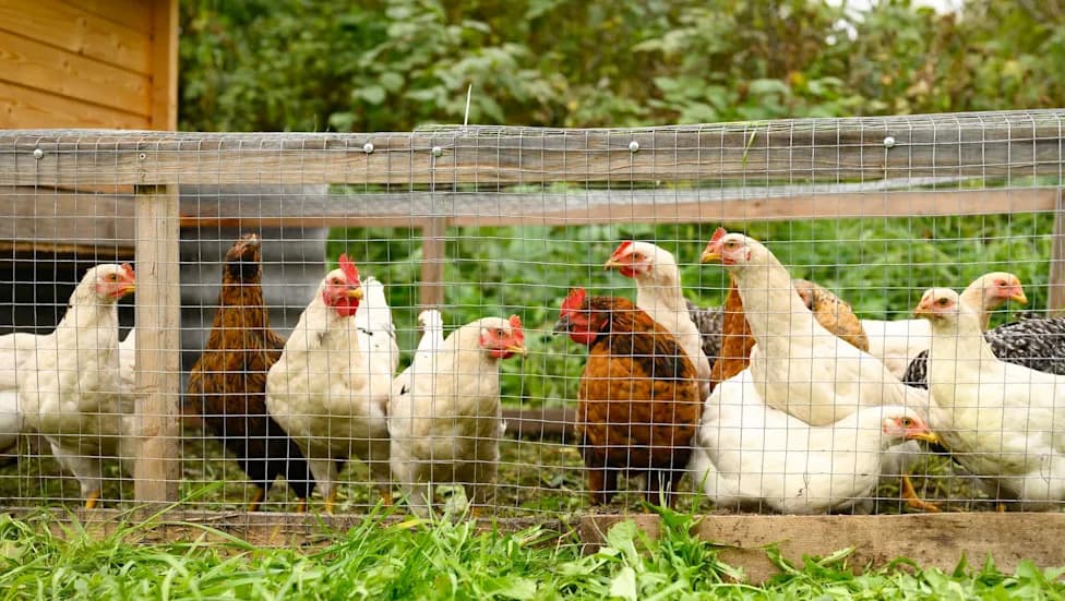 Backyard Poultry Salmonella Outbreak Reaches 1,061 Cases; Two Deaths Reported