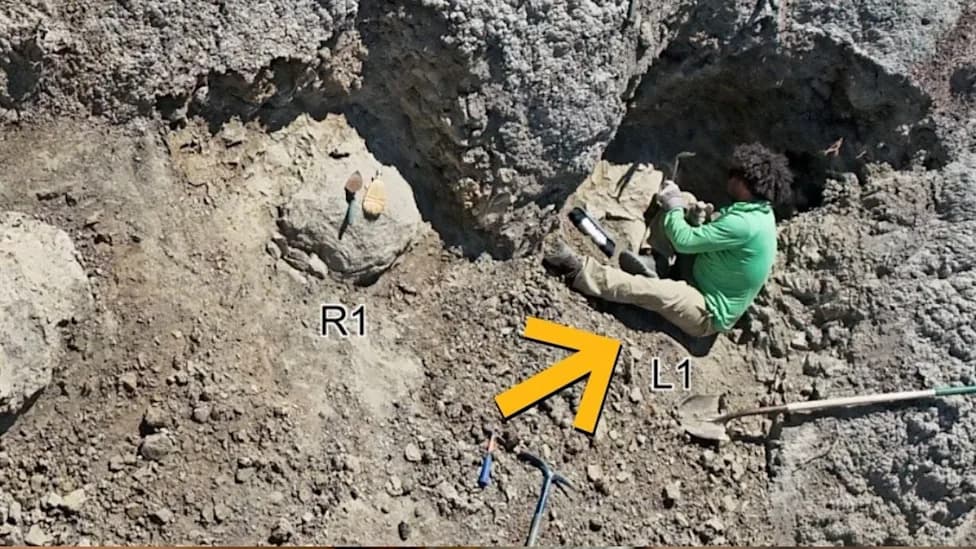 Scientists Uncover First Adult T. Rex Trackway — Human‑Sized Footprints Found in North Dakota