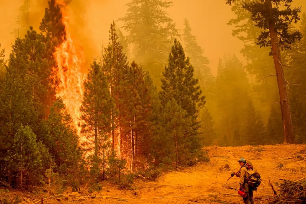 Wildfire Strategy Should Be Connected, Not Competitive: Why Suppression, Thinning and Managed Burns Must Work Together