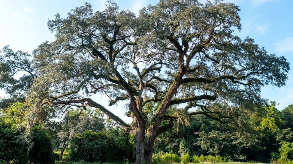 Supersonic Air and Lightning Rods: How Arborists Are Saving a 300-Year-Old Eutaw Springs Oak