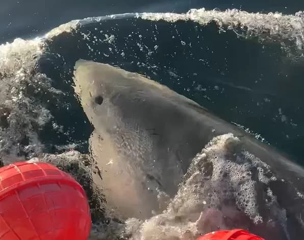Atlantic Giant: 1,600‑Pound 'Contender' Sets Northern Record for OCEARCH‑Tagged White Sharks Off Newfoundland