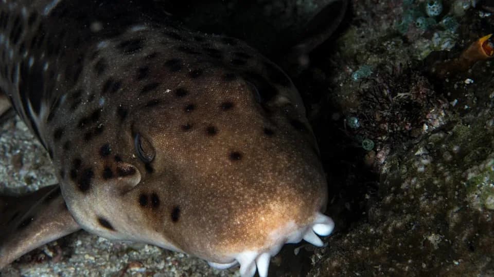 Meet Dudgeon's Walking Shark: New Fin‑Walking Species Discovered in Papua New Guinea