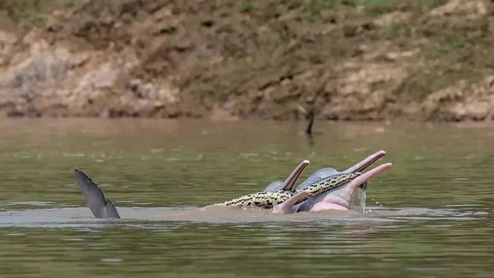 Rare Photos Show Bolivian River Dolphins Holding an Anaconda — Researchers Puzzle Over Why