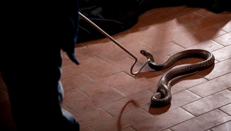 Kerala Logs Nearly 40 Snake Rescues Daily — 2,952 Volunteers Work Free Through SARPA