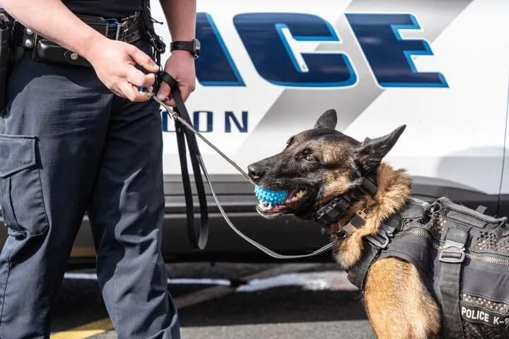 K-9 Nike Stabbed During Escondido Burglary Arrest — Released to Recover After Surgery