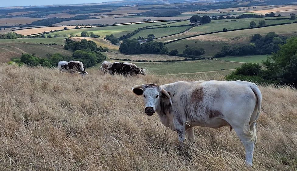 Lyscombe Declared a National Nature Reserve — 833 Acres Secured to Boost Wildlife and Unlock 3,700 Homes