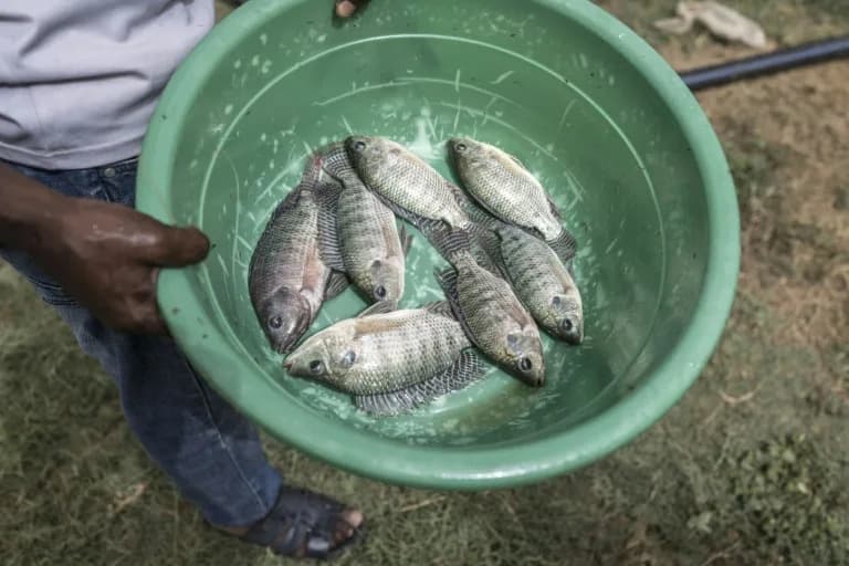 Adding Fish to Rice Paddies in Senegal Cuts Disease and Boosts Yields