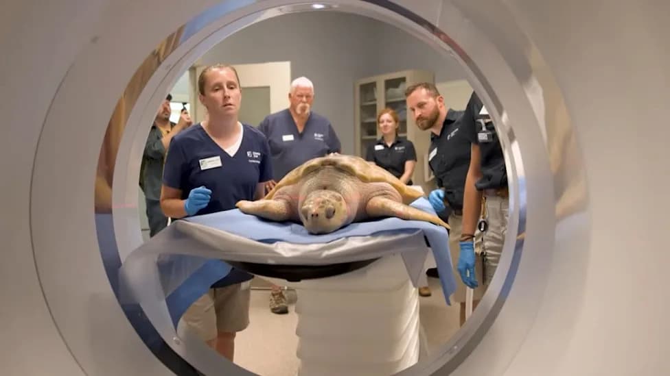 Stranded Kemp's Ridley Turtle 'Rhossi' Flown 5,000 Miles to Houston for Planned Gulf Release