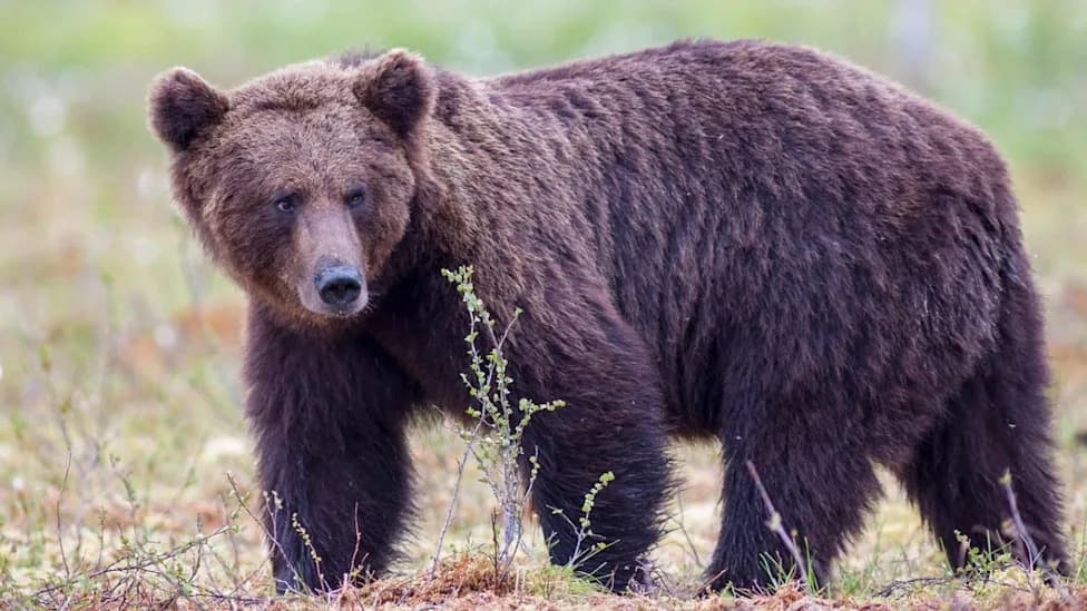 “I Blacked Out”: How a Friend’s Shots Helped an Alaska Hunter Survive a Brown Bear Attack