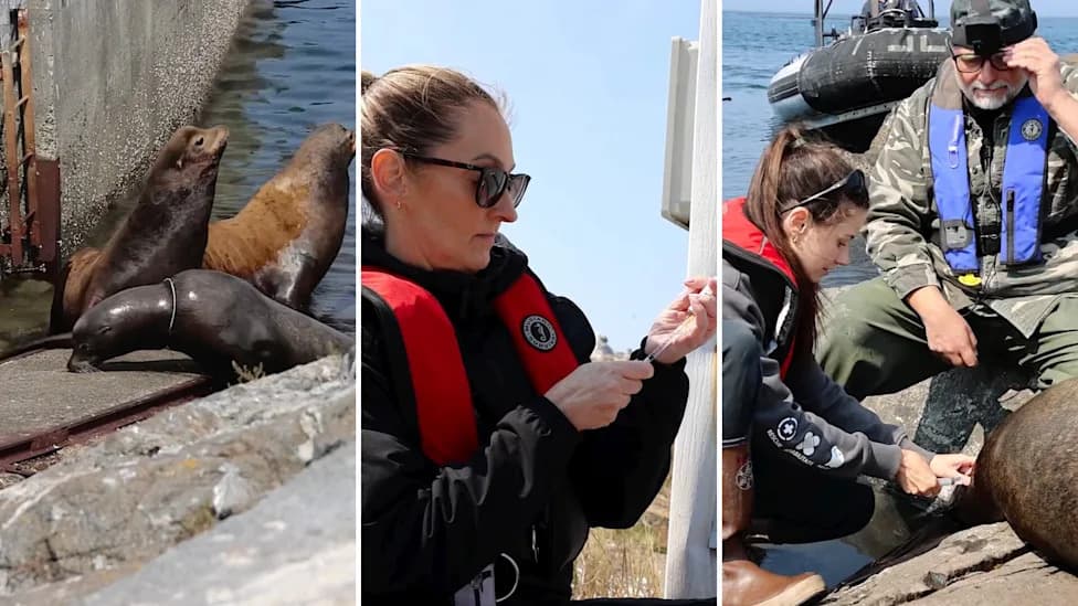 617‑Lb Sea Lion Freed After Dart Sedation Removes Tight Plastic Packing Band