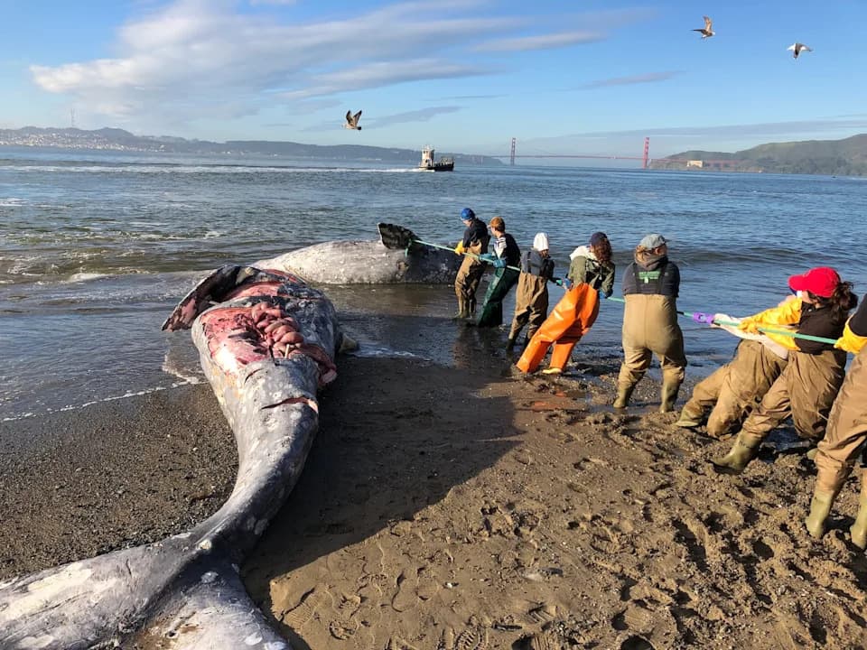 Gray Whales Are Starving as the Arctic Warms — Will the U.S. Protect Them?