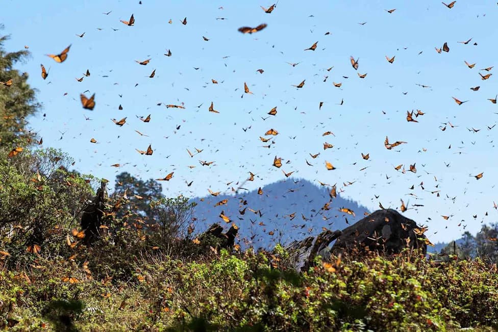 Monarchs On The Move: Millions Begin Their 3,000‑Mile Fall Migration — How You Can Help