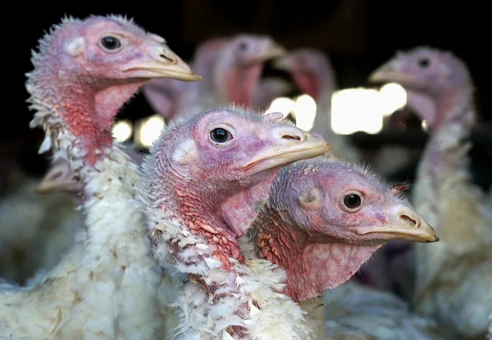 Fresh H5N1 Wave Hits U.S. Turkey Heartland Ahead Of Holiday Season