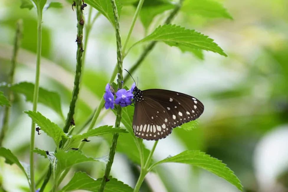 Most of the World’s Insects Are Missing From Conservation Plans — The Hidden Cost of "Parachute Science"