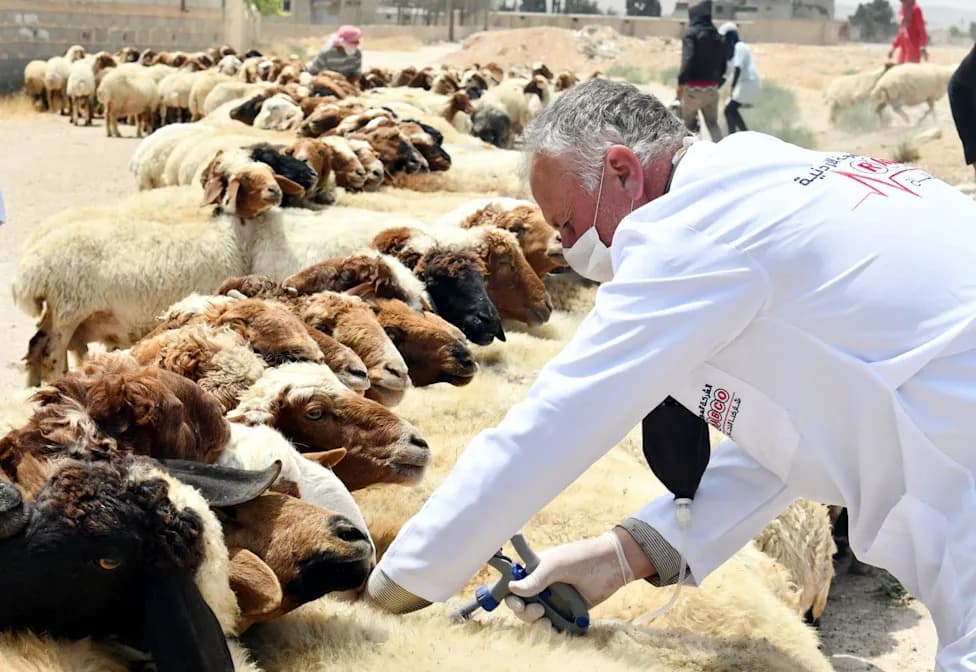 3,700-Year-Old Sheeppox DNA Found in Medieval Manuscripts — Modern Outbreak Kills Nearly 500,000 Sheep