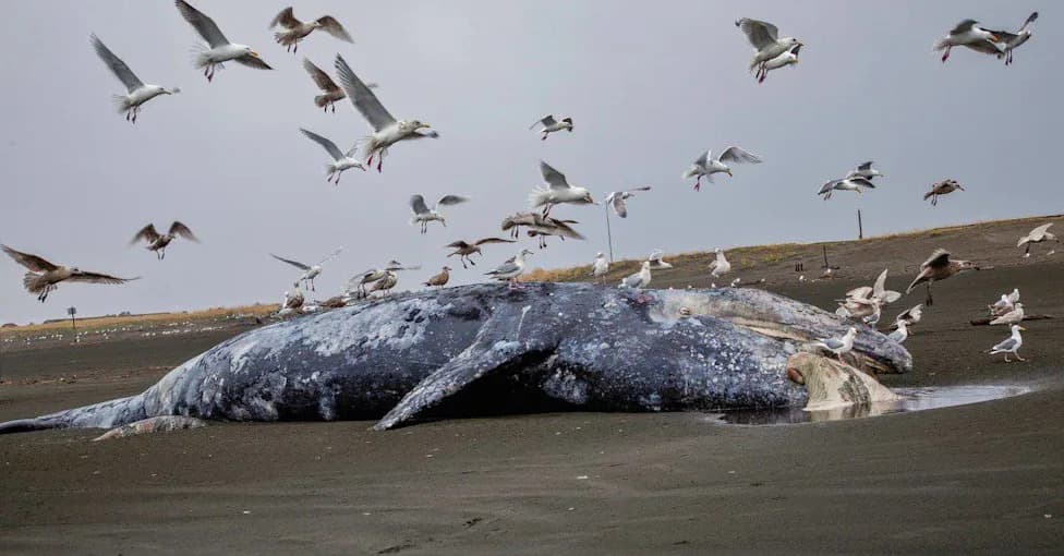 After H5N1 Reached New Zealand, Scientists Discovered 107 Previously Unknown Bird Viruses