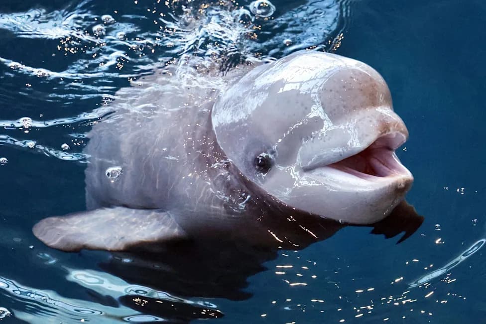 Three Belugas Die After Transfer To Shedd Aquarium, Renewing Questions About Captivity