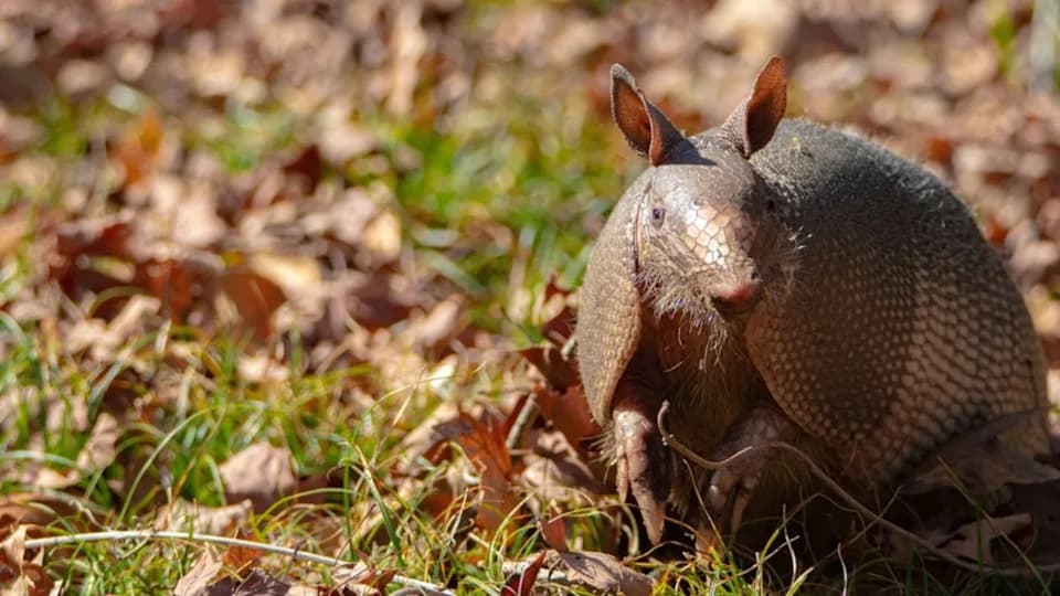 Why Armadillos Are Pushing North: Ohio Roadkill May Mark Natural Range Expansion