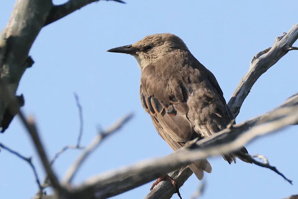Where Do Animals Go When Fall Arrives? Inside America's Epic Seasonal Migrations