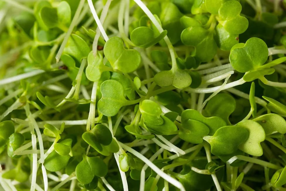 FDA Upgrades Alfalfa Sprout Recall To Class I After 55 Reported Illnesses