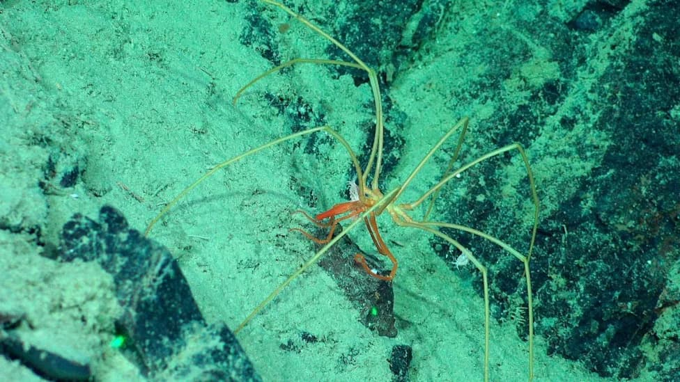 Deep-Sea Commuters: Amphipods Hitch Rides on Giant Sea Spiders in the Southeast Pacific
