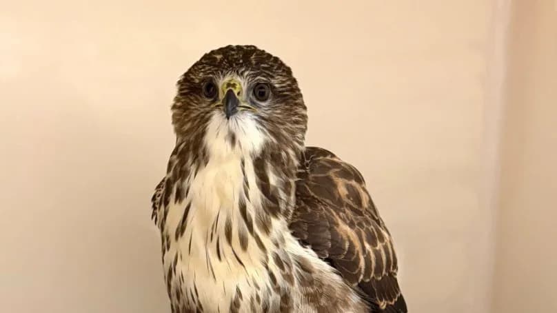 Hot Summer Drives Surge In Birds Of Prey Into Care At Shropshire Rescue