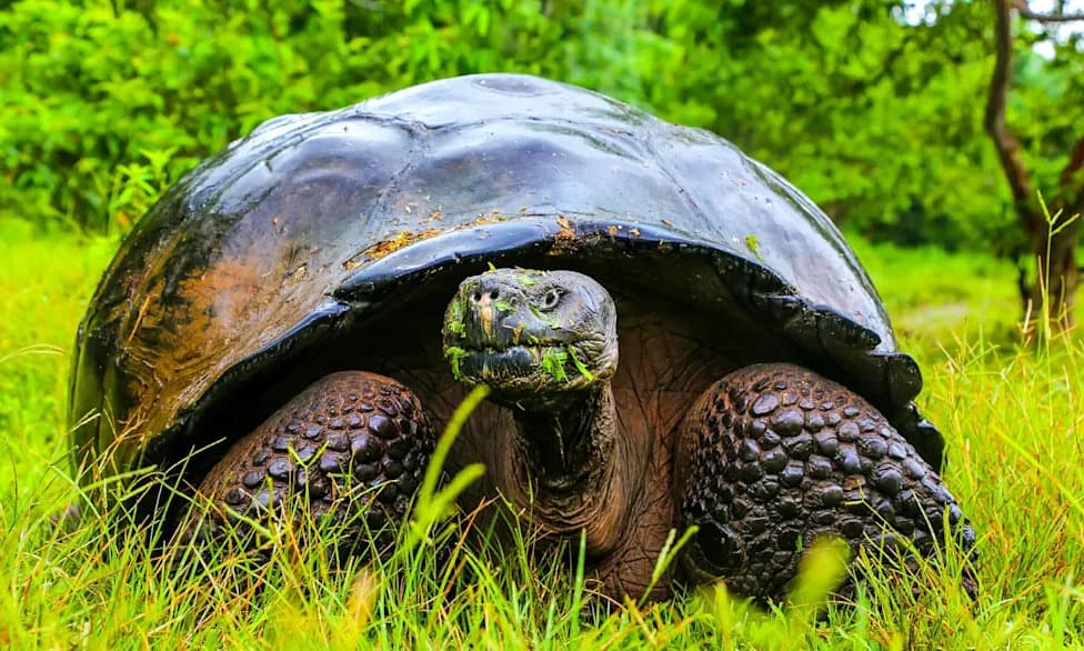 Degraded Museum DNA Reveals Two Lost Galápagos Giant Tortoise Lineages — A Path for Conservation